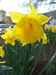 Image showing daffodil