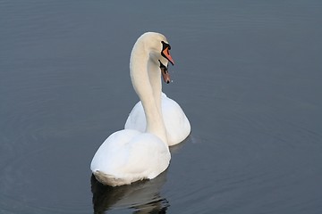 Image showing Flirting Swans 31.01.2006