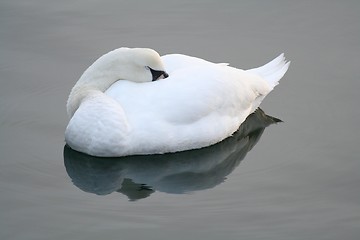 Image showing Sleeping Swan 31.01.2006