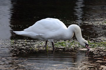 Image showing Swan 30.01.2006