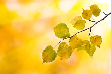 Image showing Beautiful leaves in autumn