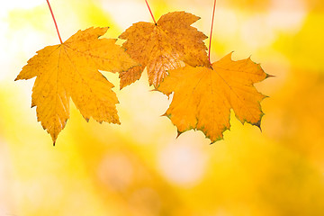 Image showing Beautiful leaves in autumn