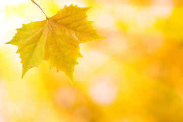 Image showing Beautiful leaves in autumn