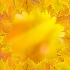 Image showing Beautiful leaves in autumn