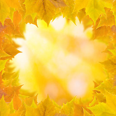 Image showing Beautiful leaves in autumn