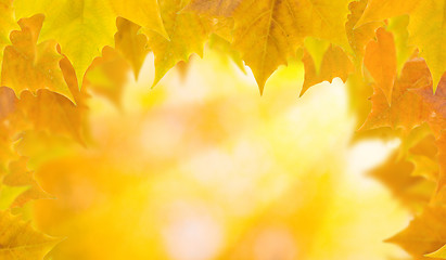 Image showing Beautiful leaves in autumn