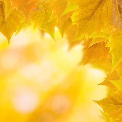 Image showing Beautiful leaves in autumn