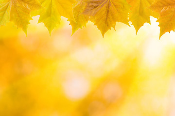 Image showing Beautiful leaves in autumn