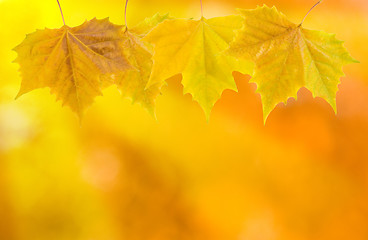 Image showing Beautiful leaves in autumn