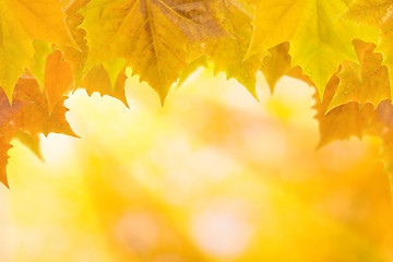 Image showing Beautiful leaves in autumn