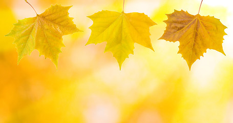 Image showing Beautiful leaves in autumn