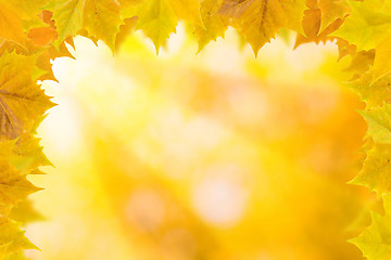 Image showing Beautiful leaves in autumn