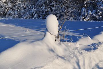 Image showing Winter