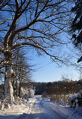 Image showing Winter