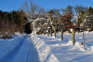 Image showing Winter