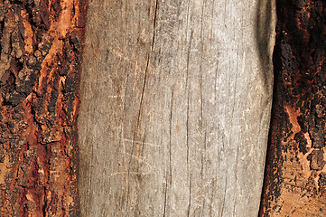 Image showing Trunk 