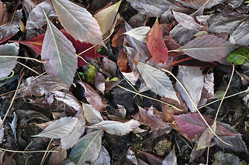 Image showing Autumn