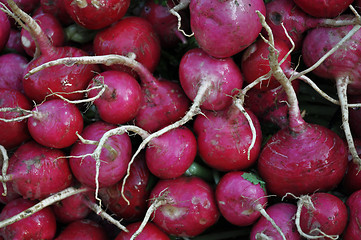 Image showing Radish