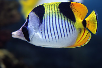 Image showing Chaetodon falcula aquarium fish