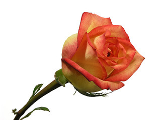 Image showing Multi Colored Isolated Rose