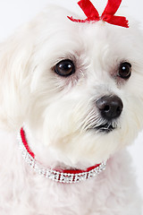 Image showing Maltese Terrier Face