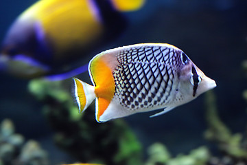 Image showing Chaetodon xanthurus fish closeup