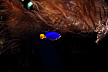Image showing Blue fish with orange tail