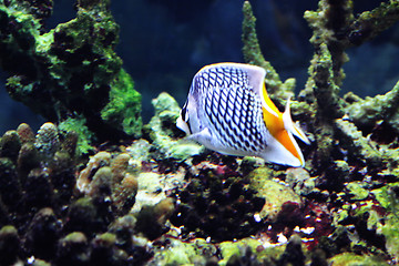 Image showing Chaetodon xanthurus fish in aquarium