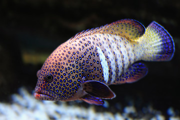 Image showing Spotty fish closeup