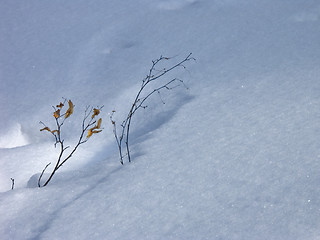 Image showing winter time