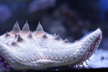 Image showing Starfish closeup