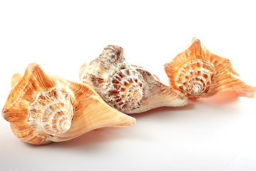 Image showing Three seashell in row