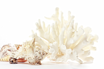 Image showing Coral and seashells