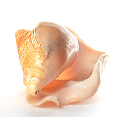 Image showing Seashell closeup