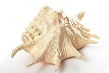 Image showing Seashell over light