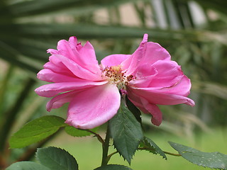 Image showing pink rose