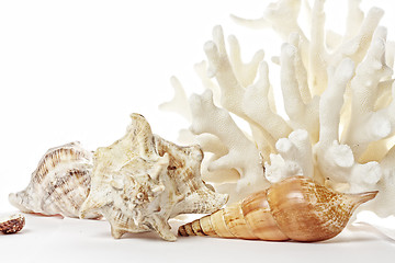 Image showing Coral and seashells set