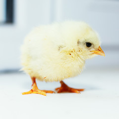 Image showing Ordinary chick