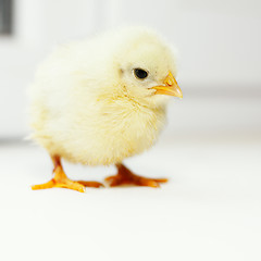 Image showing Yellow chick