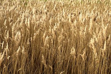 Image showing Field of brown grass