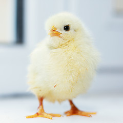 Image showing Chick standing on window sill