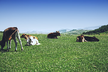 Image showing Cattle in mountains