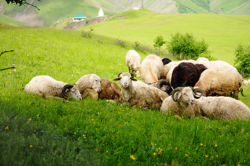 Image showing Sheeps