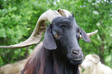 Image showing Black goat