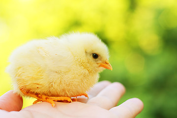 Image showing Funny chick on hand