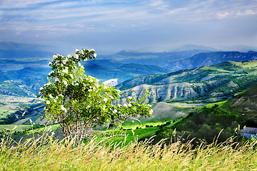 Image showing Dogrose plant