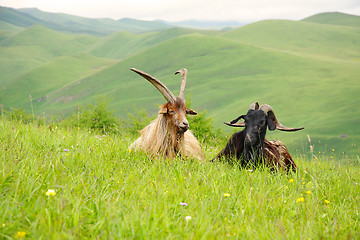 Image showing Two goats