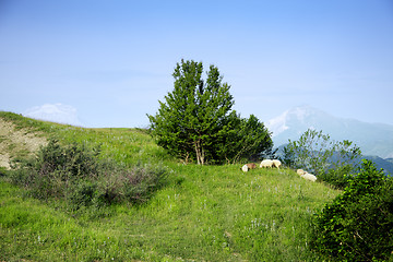 Image showing Sheep flock