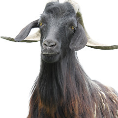 Image showing Goat over white