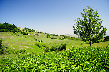 Image showing Tree on hill